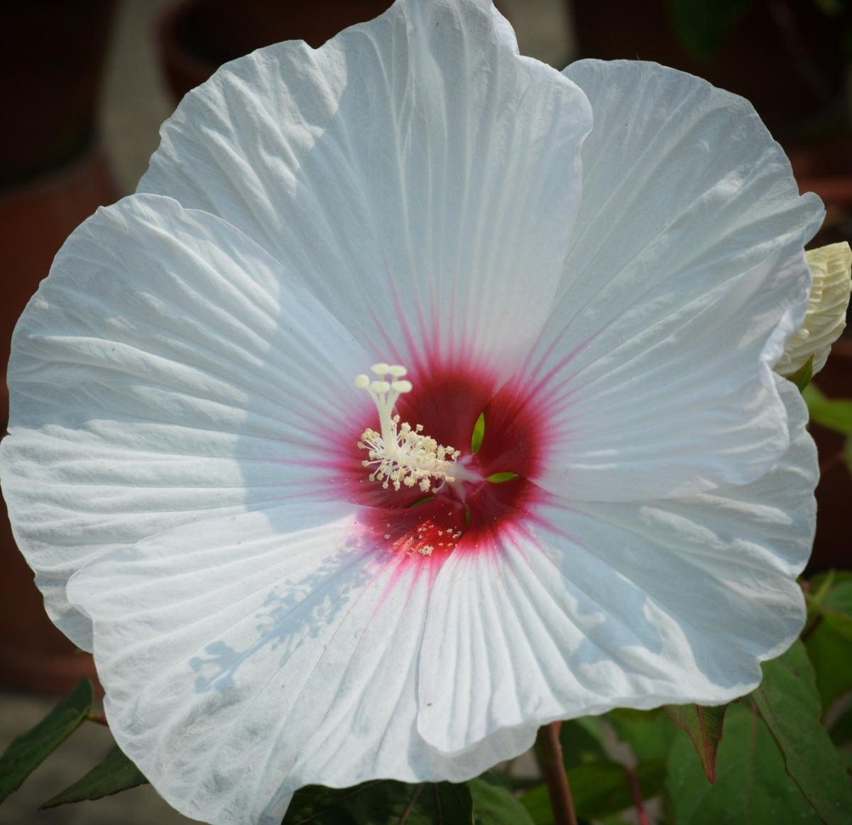 Hibiscus de mlaștină Mix (Hibiscus moscheutos)