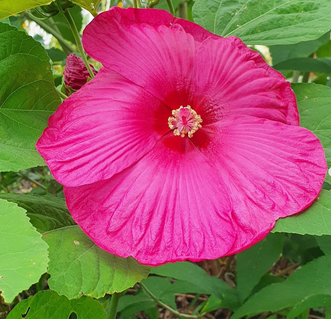 Hibiscus de mlaștină Mix (Hibiscus moscheutos)