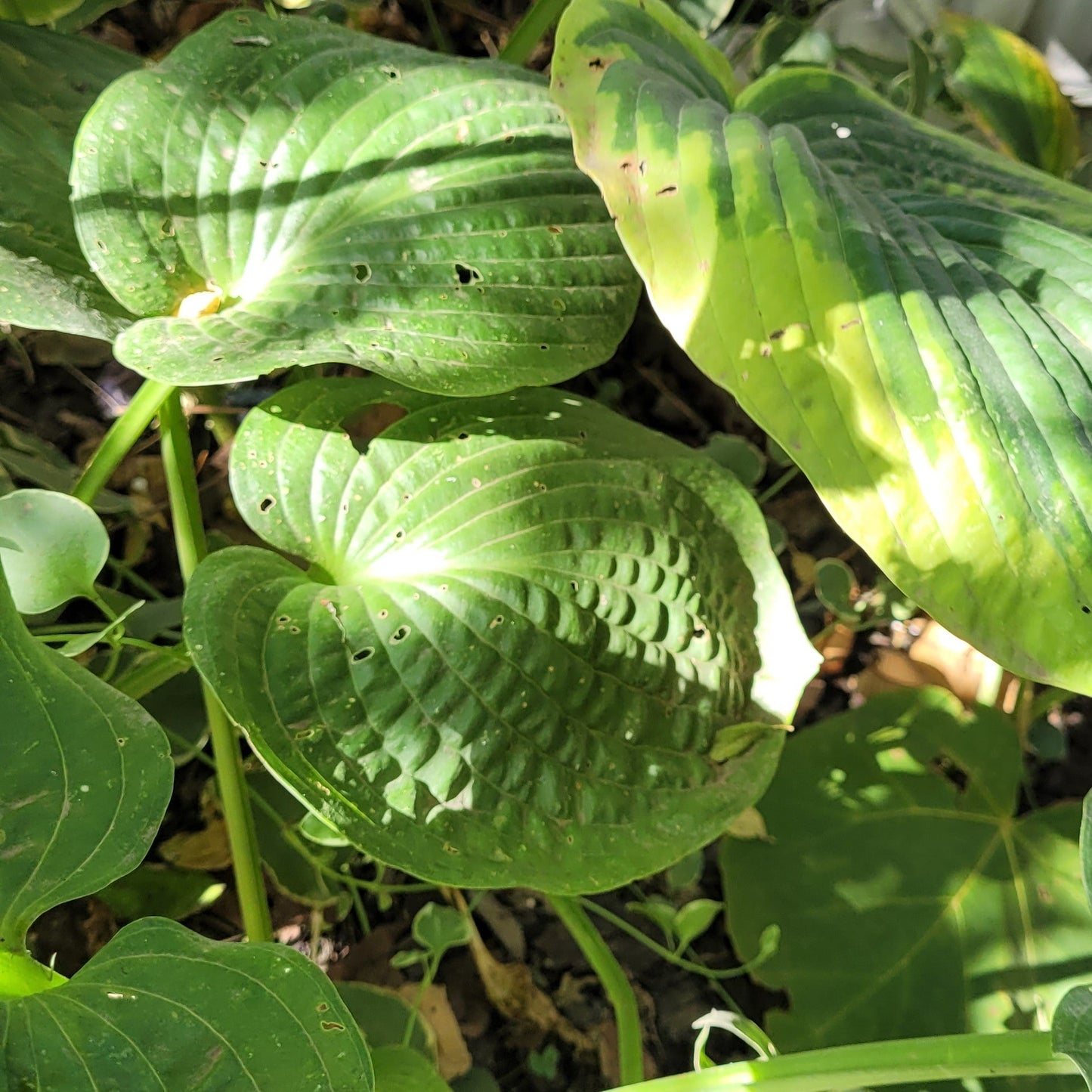 Crin de toamnă Frances Williams (Hosta sp.)