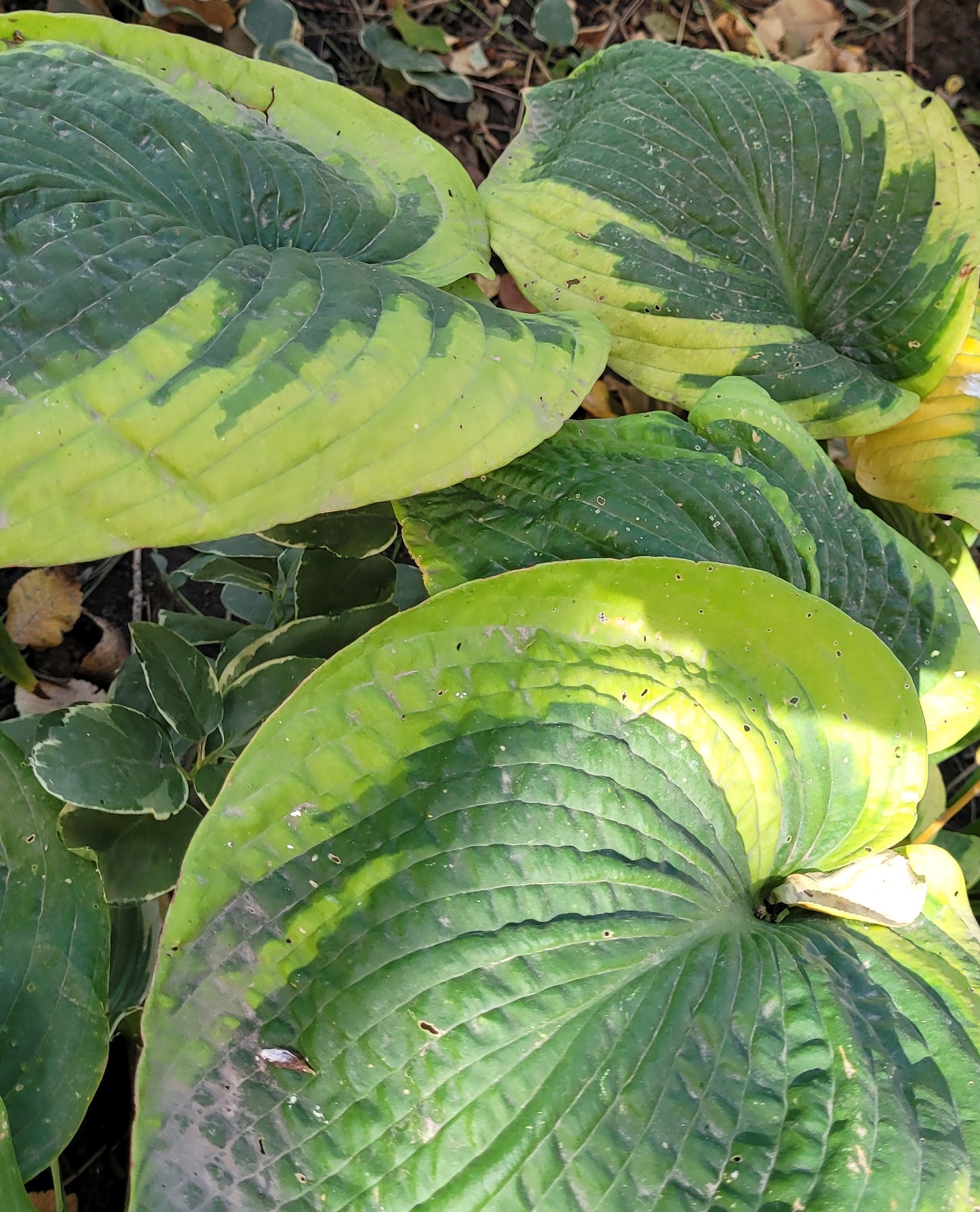 Crin de toamnă Frances Williams (Hosta sp.)