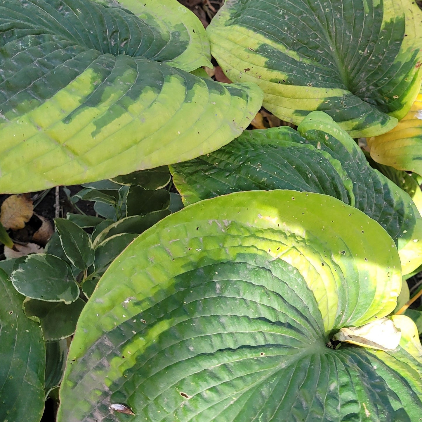 Crin de toamnă Frances Williams (Hosta sp.)