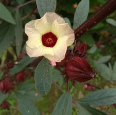 Hibiscus Roselle (Hibiscus sabdariffa)(stoc epuizat - disponibil din nou în primăvara 2026)