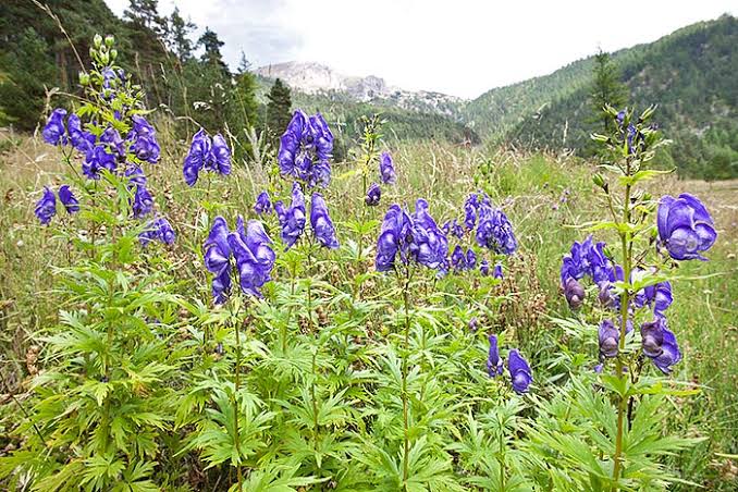 Omag / Nap-lupesc (Aconitum variegatum)