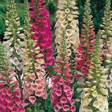 Degetar mix (Digitalis purpurea)