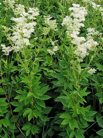 Crețușcă (Filipendula ulmaria)