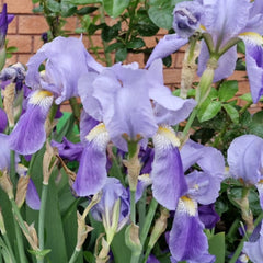 Iris albastru / Stânjenel (Iris germanica)
