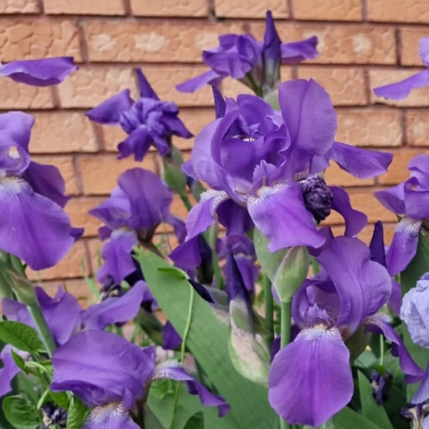 Iris mov / Stânjenel (Iris germanica)