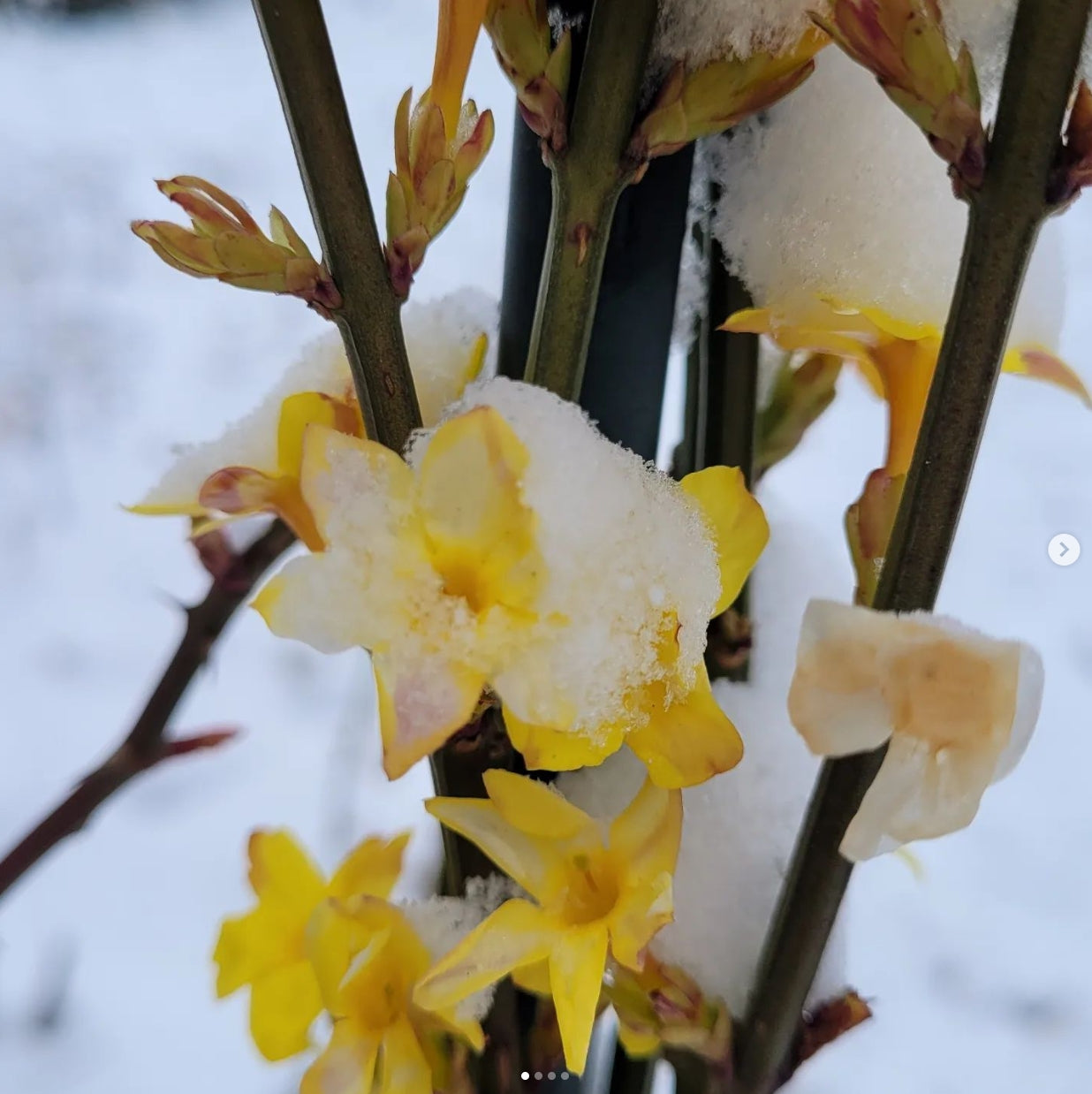 Iasomie de iarnă (Jasminum nudiflorum)