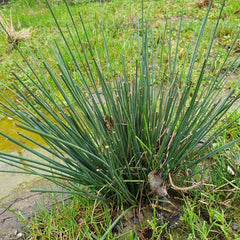 Rogozul mic / Pipirig (Juncus inflexus)