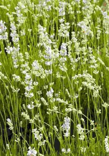 Lavanda albă Edelweiss (Lavandula x intermedia var. alba)