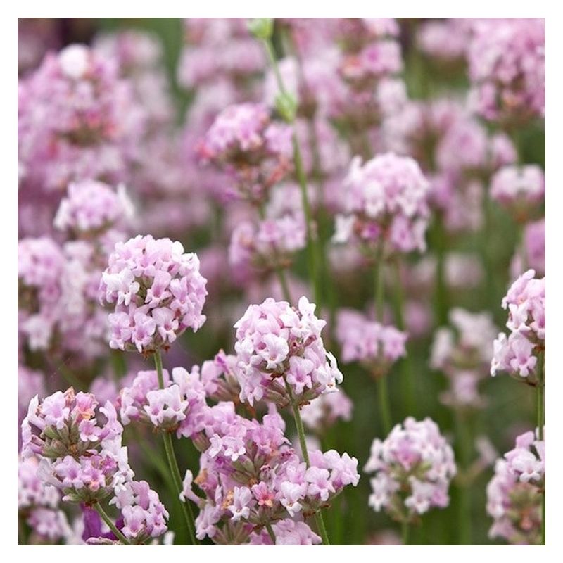 Lavanda cu flori roz – Rosea (Lavandula x intermedia var. rosea