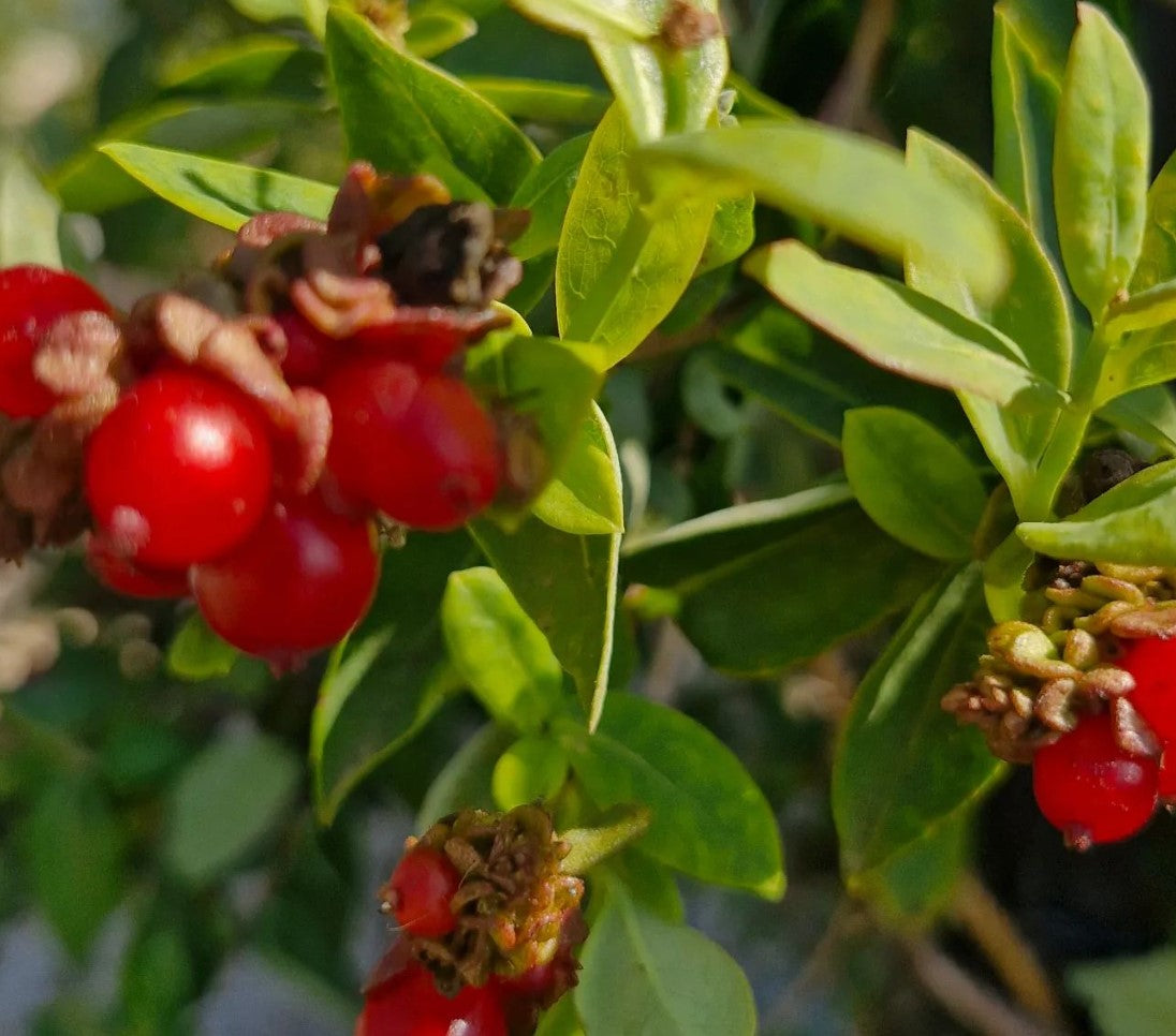 Mâna Maicii Domnului cu flori roșii (Lonicera japonica)