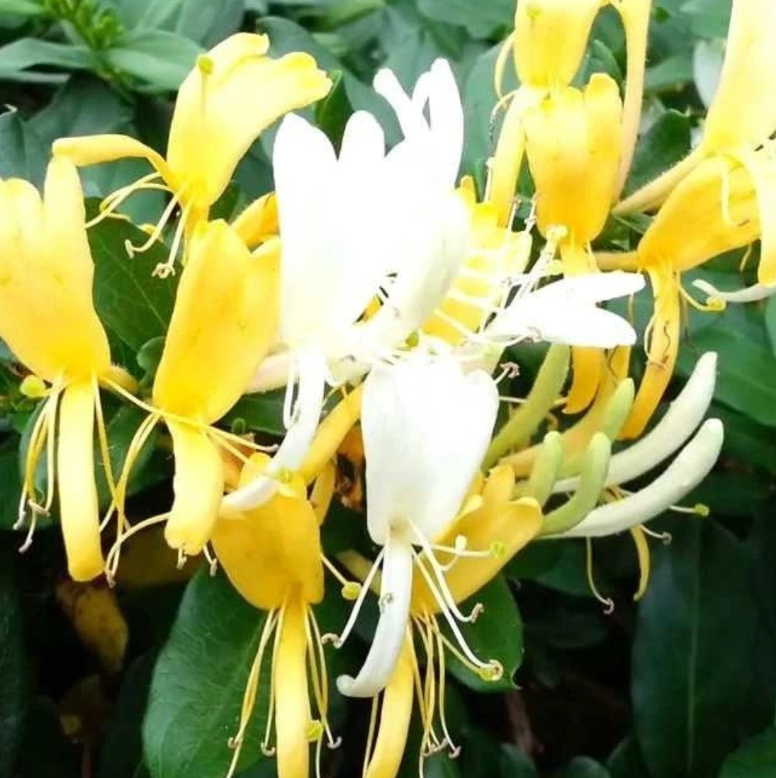 Mâna Maicii Domnului / Caprifoi (Lonicera caprifolium)