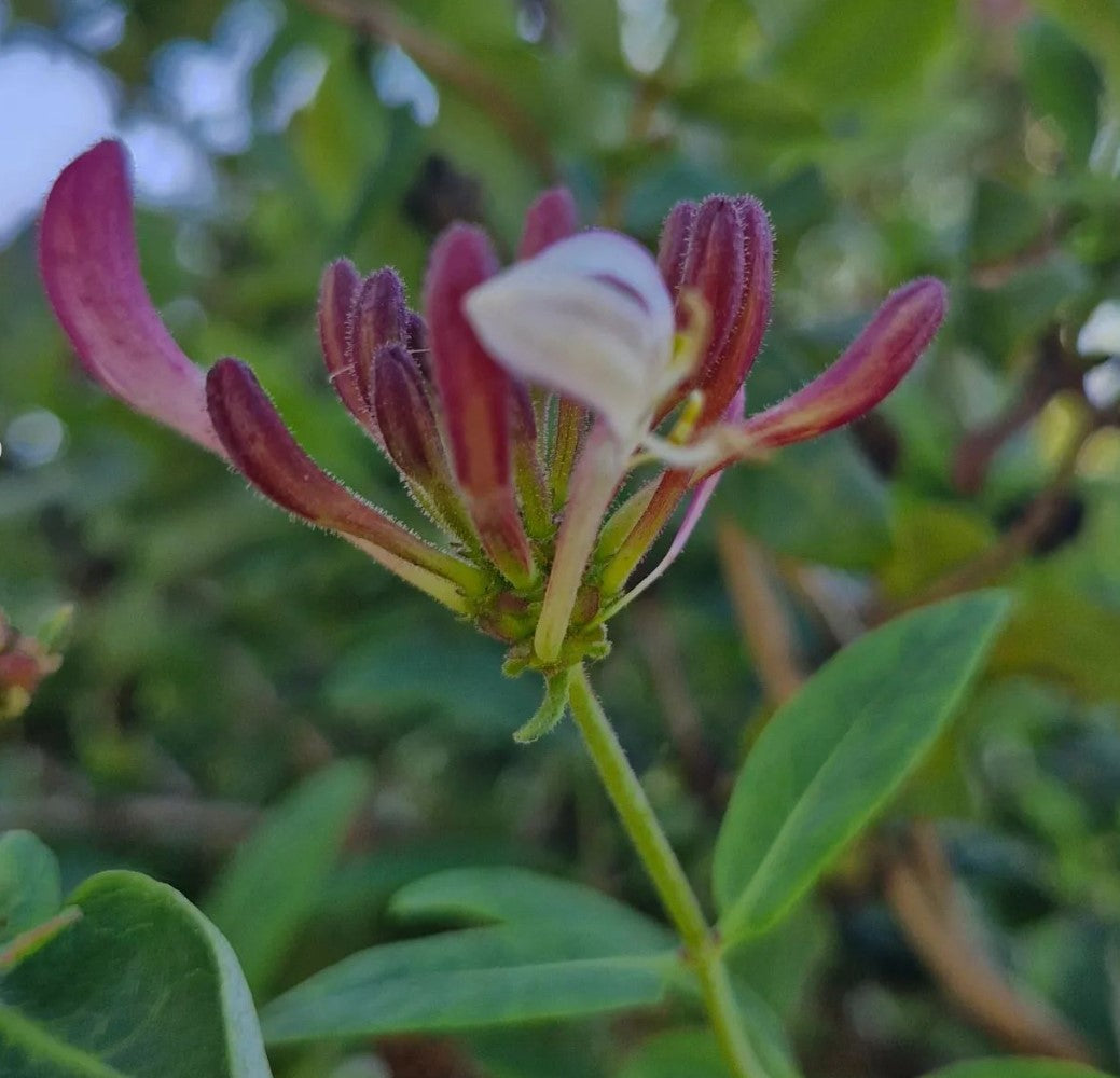 Mâna Maicii Domnului cu flori roșii (Lonicera japonica)