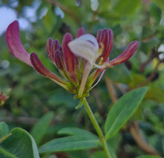Mâna Maicii Domnului cu flori roșii (Lonicera japonica)
