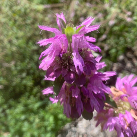 Bergamot roz / Busuioc turcesc (Monarda citriodora)