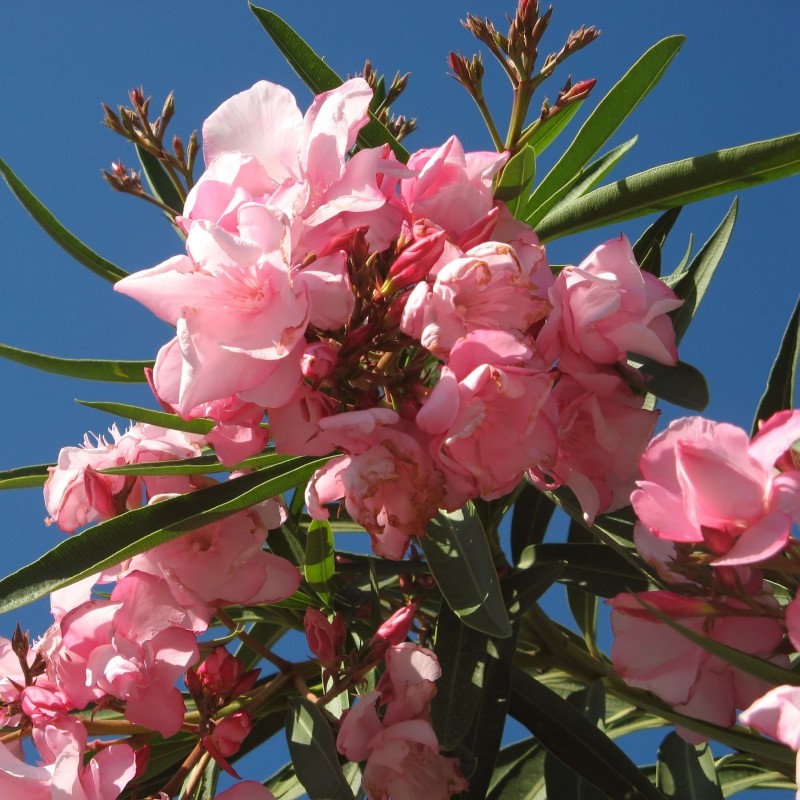 Leandru (Nerium oleander)