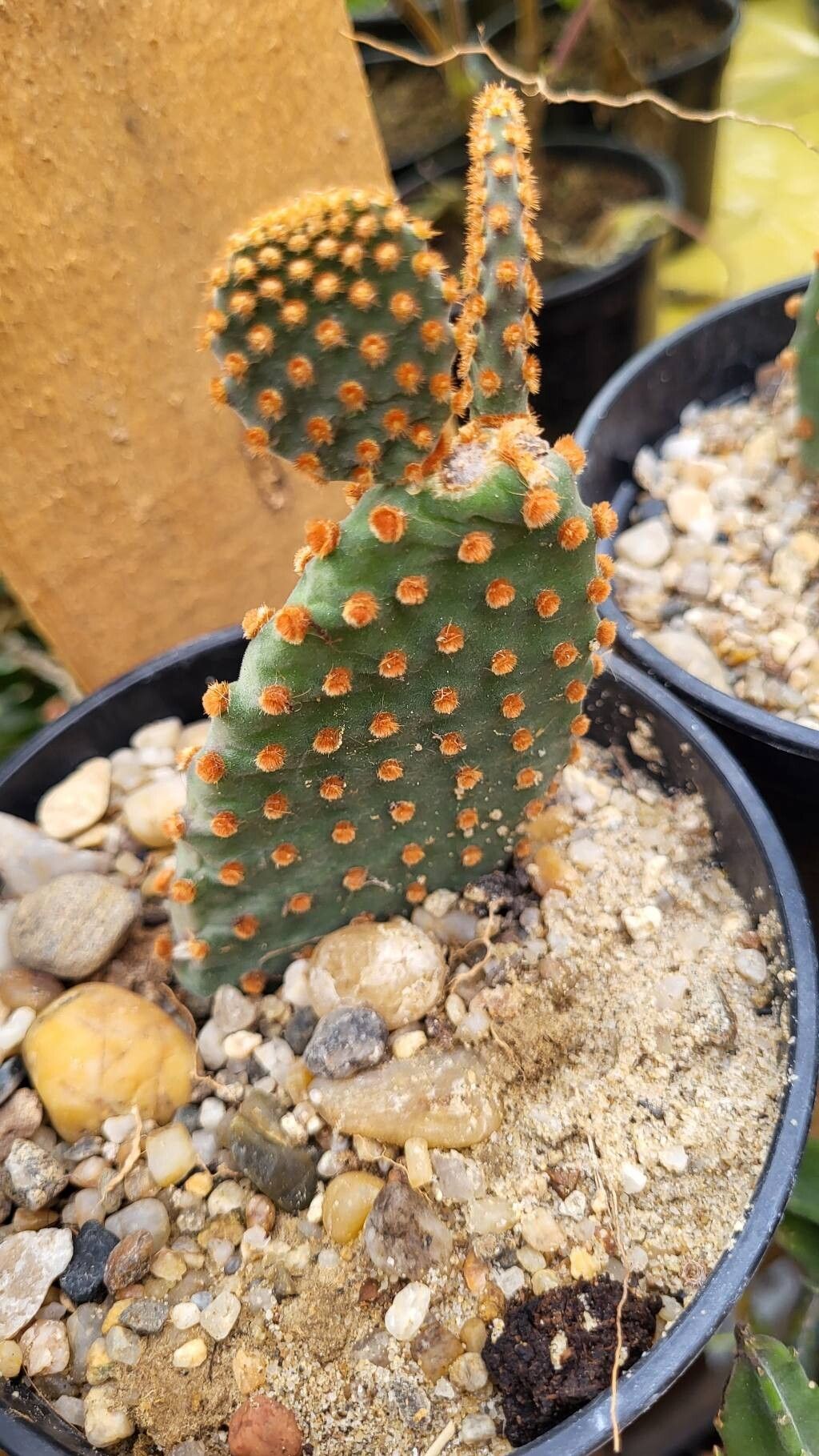 Cactusul „urechi de iepure” Orange (Opuntia microdasys)