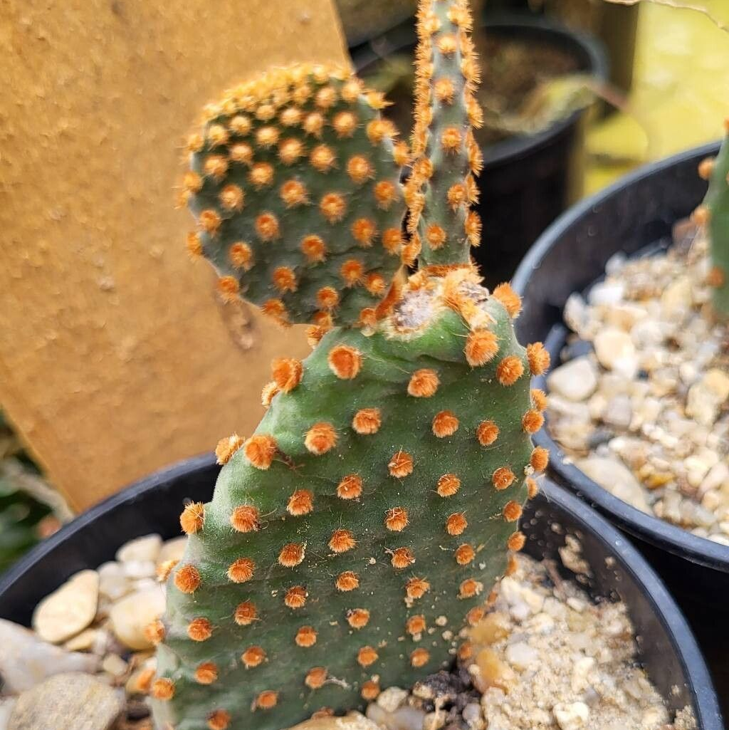 Cactusul „urechi de iepure” Orange (Opuntia microdasys)