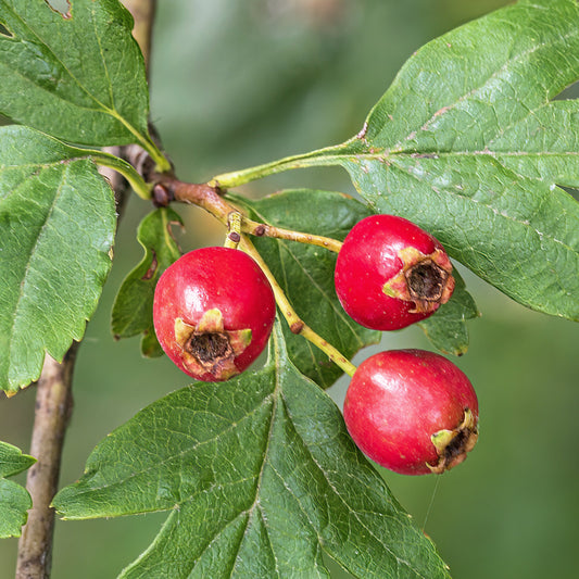 Pachet arbuști fructiferi nativi Porumbar / Păducel