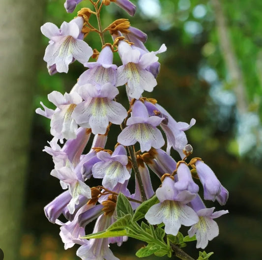 Paulownia tomentosa