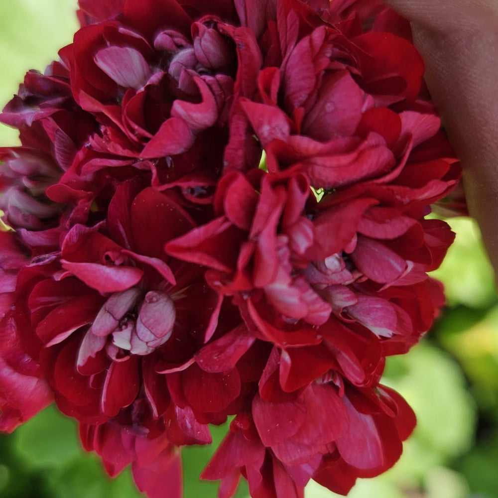 Mușcate cu flori roșii duble (Pelargonium zonale)