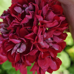 Mușcate cu flori roșii duble (Pelargonium zonale)