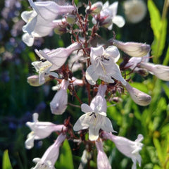 Penstemon Mystica (Penstemon digitalis)