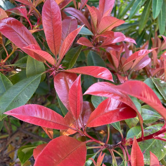 Arbust veșnic verde Photinia ‘Red Robin’ (Photinia × fraseri)