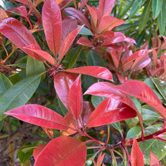 Arbust veșnic verde Photinia ‘Red Robin’ (Photinia × fraseri)