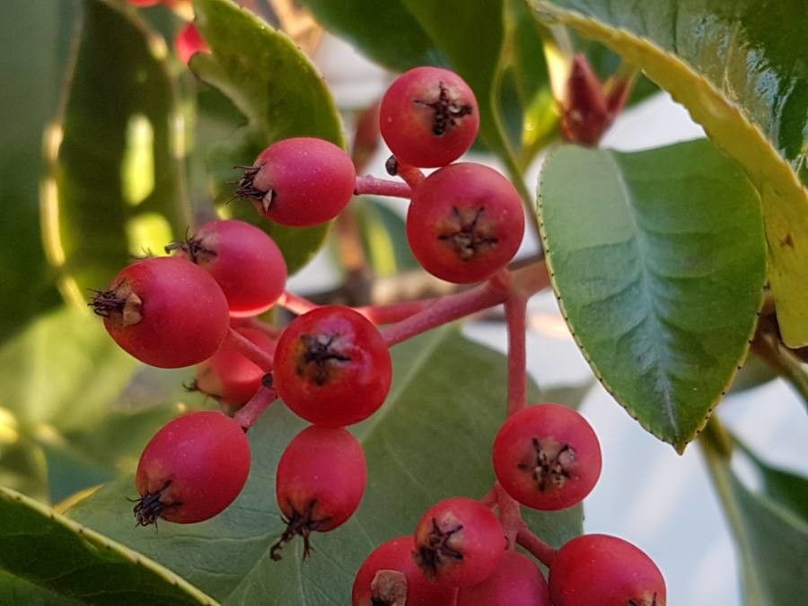 Arbust veșnic verde Photinia ‘Red Robin’ (Photinia × fraseri)