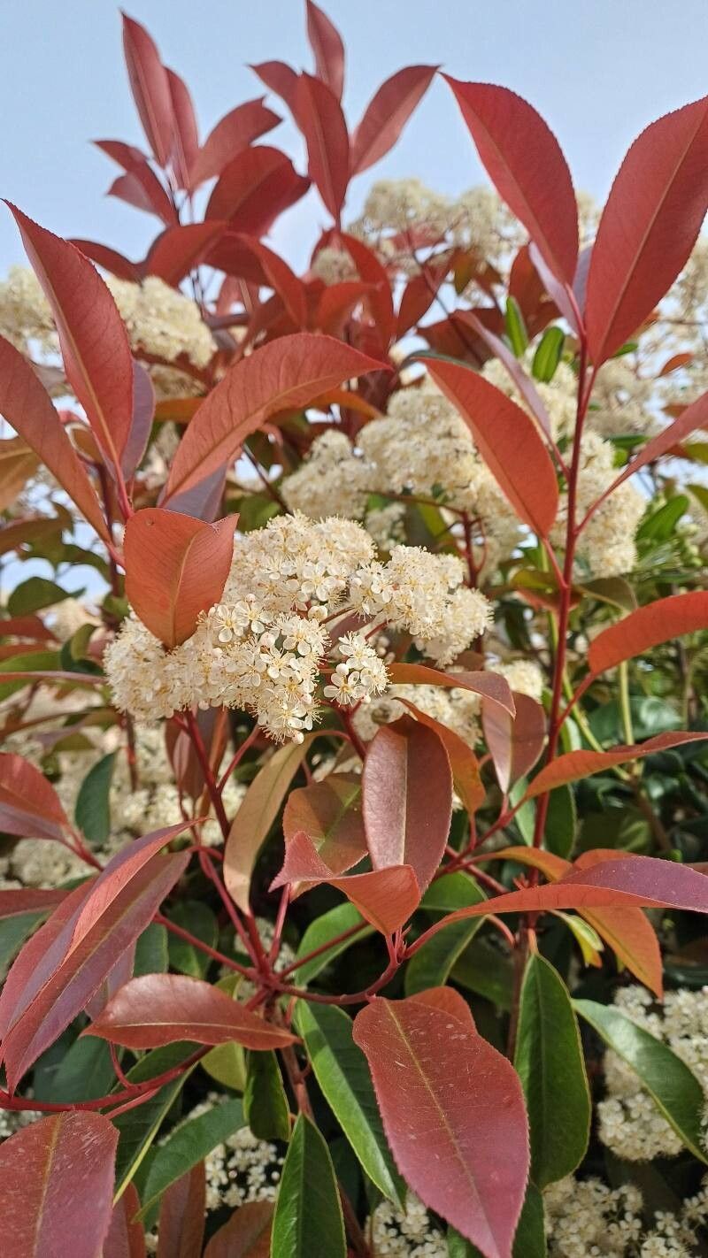 Arbust veșnic verde Photinia ‘Red Robin’ (Photinia × fraseri)