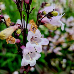 Penstemon Husker Red (Penstemon digitalis)