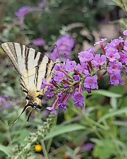 Liliac de vară albastru (Budleja davidii)