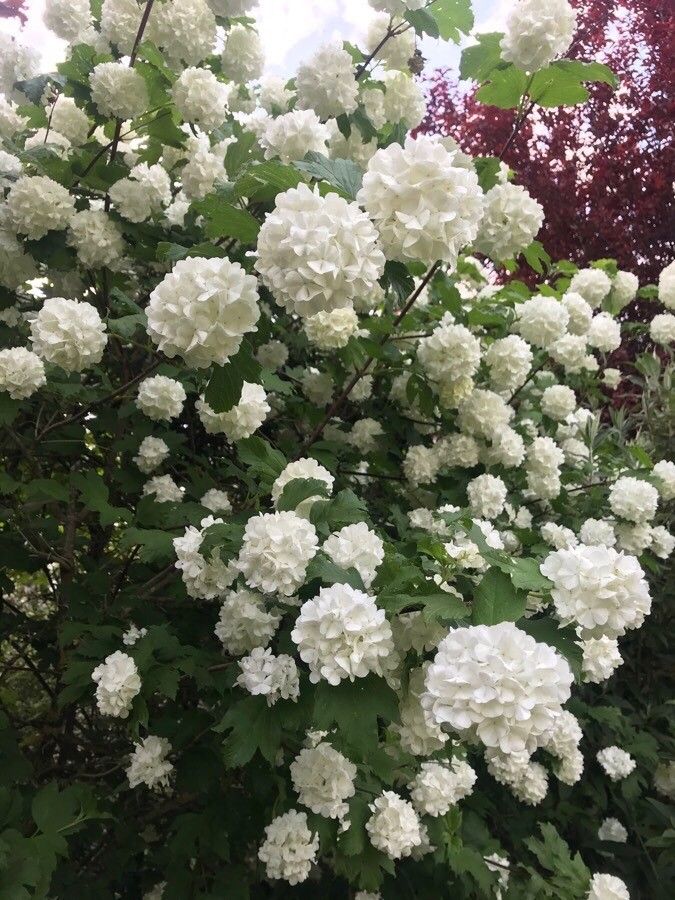 Călin / Bulgăre de zăpadă (Viburnum opulus)
