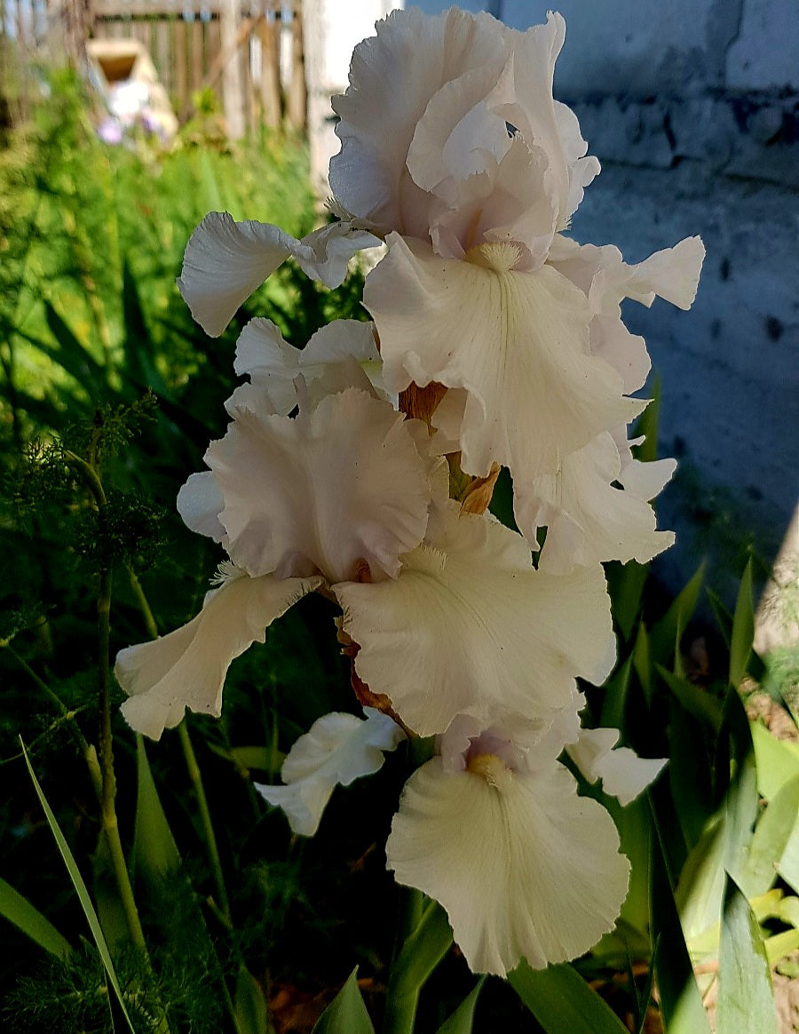 Iris Frison Roche / Stânjenel (Iris germanica)