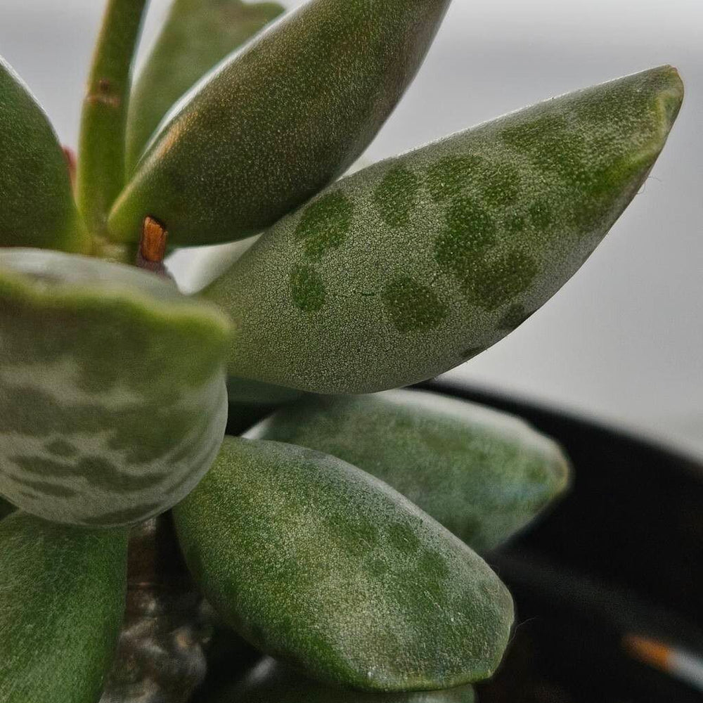 Plantă suculentă baby plant Adromischus cooperi