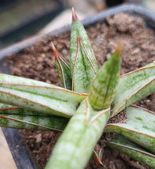 Sansevieria cylindrica ‘Boncel Variegata’