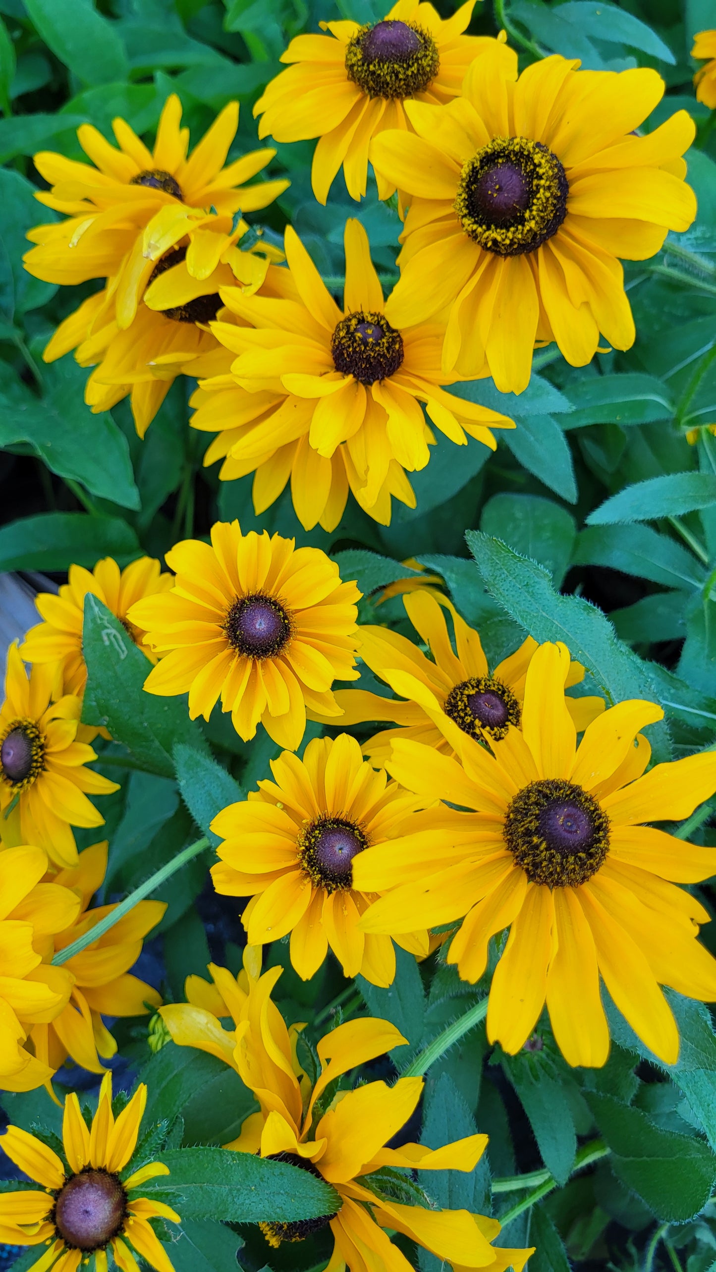 Ruji / Suzana cu ochi negri Marmelade (Rudbeckia hirta)