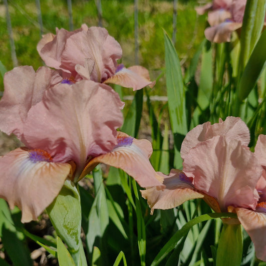 Iris pitic roz / Stânjenel (Iris pumila)