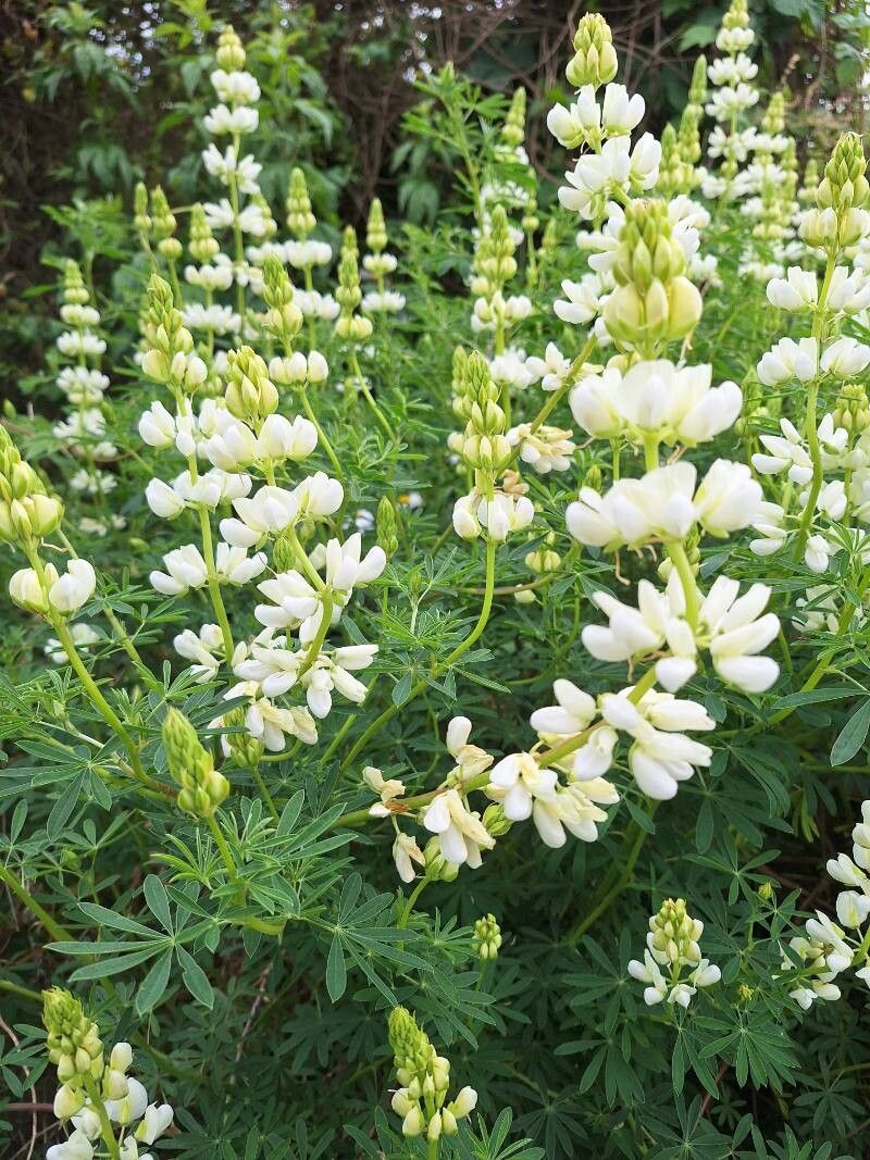 Lupin arbustiv cu flori albe (Lupinus arborescens f. Albiflorus) (disponibil din vara 2026)