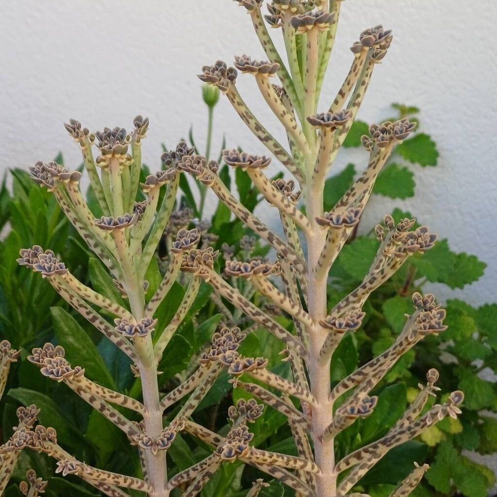 Mama eroină / Planta-mamă tubiflora (Kalanchoe delagoensis)