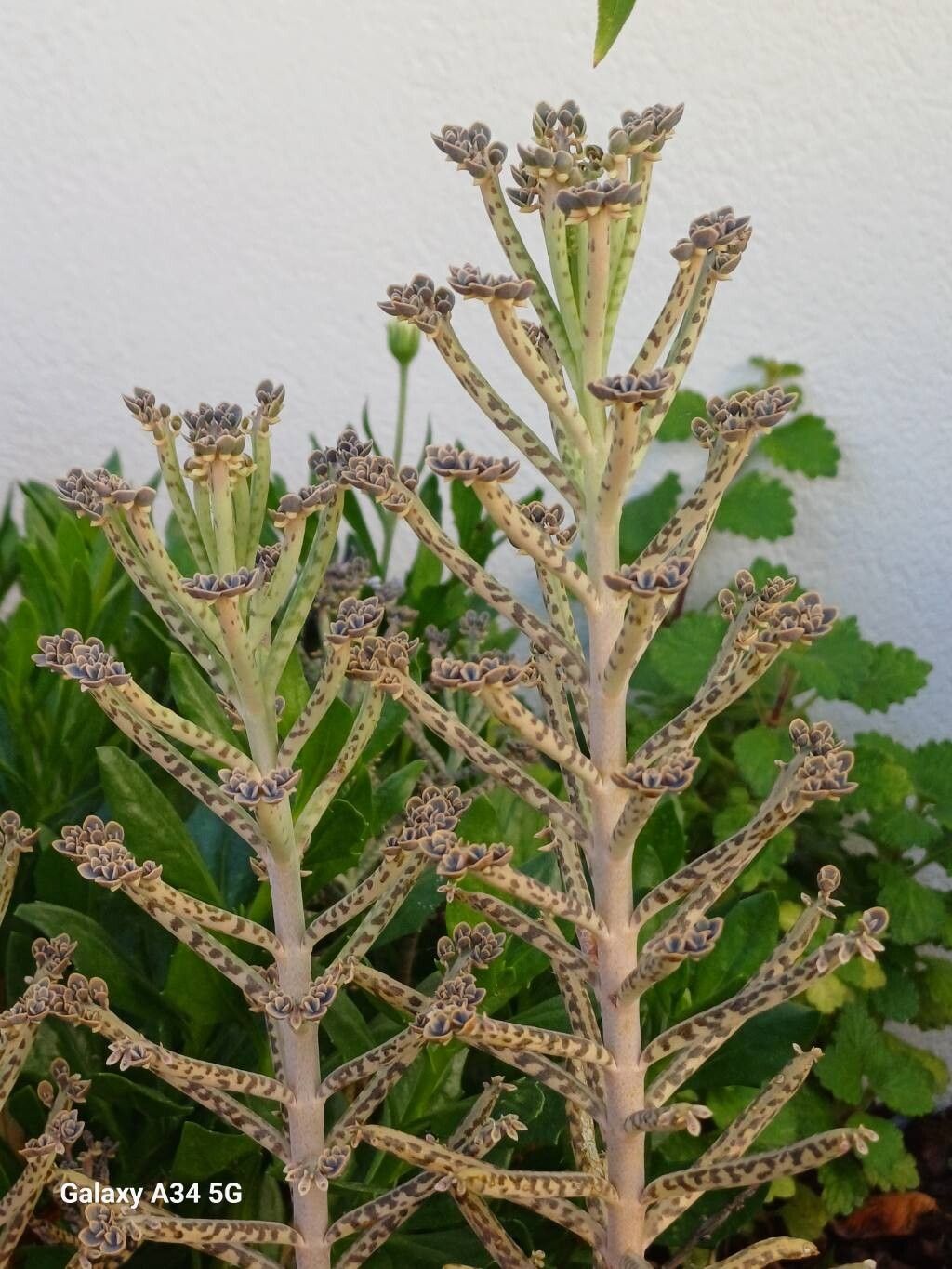 Planta-mamă tubiflora (Kalanchoe delagoensis)