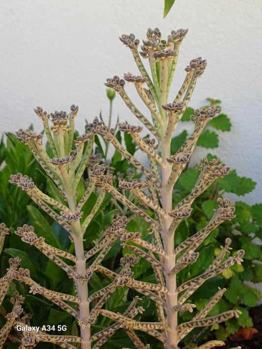 Planta-mamă tubiflora (Kalanchoe delagoensis)