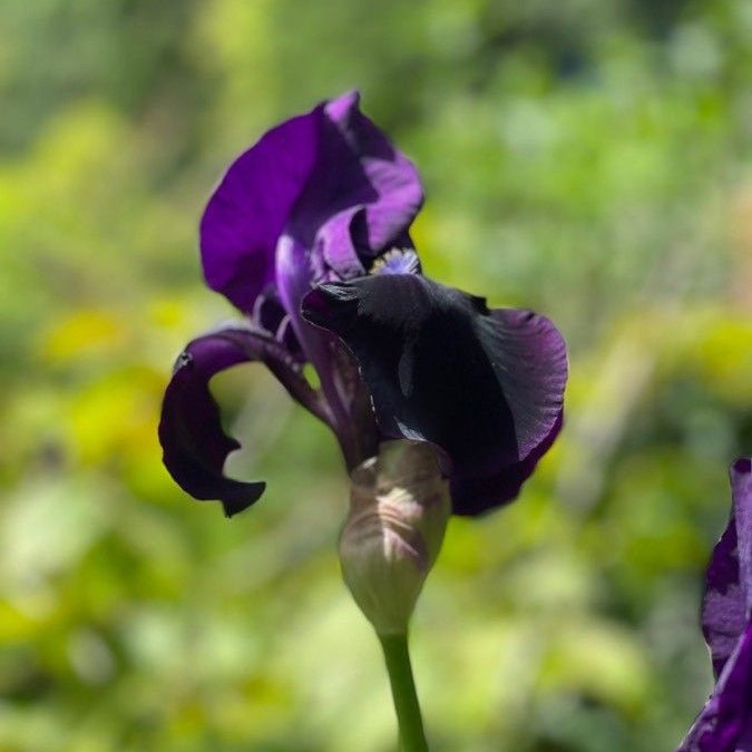 Iris negru (Iris chrysographes) (disponibil din primăvară 2027)