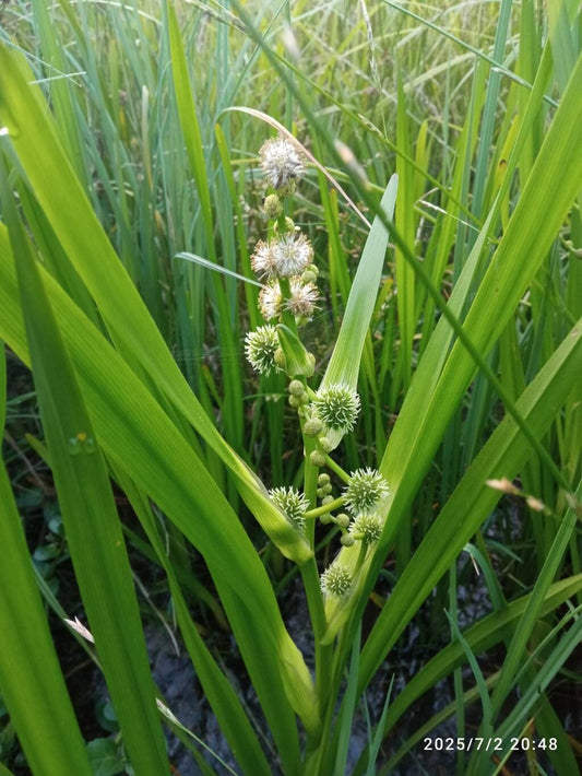 Țițeiu de baltă (Sparganium erectum)