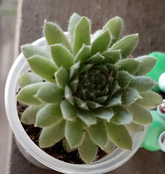 Urechelniță mix (Sempervivum spp.)