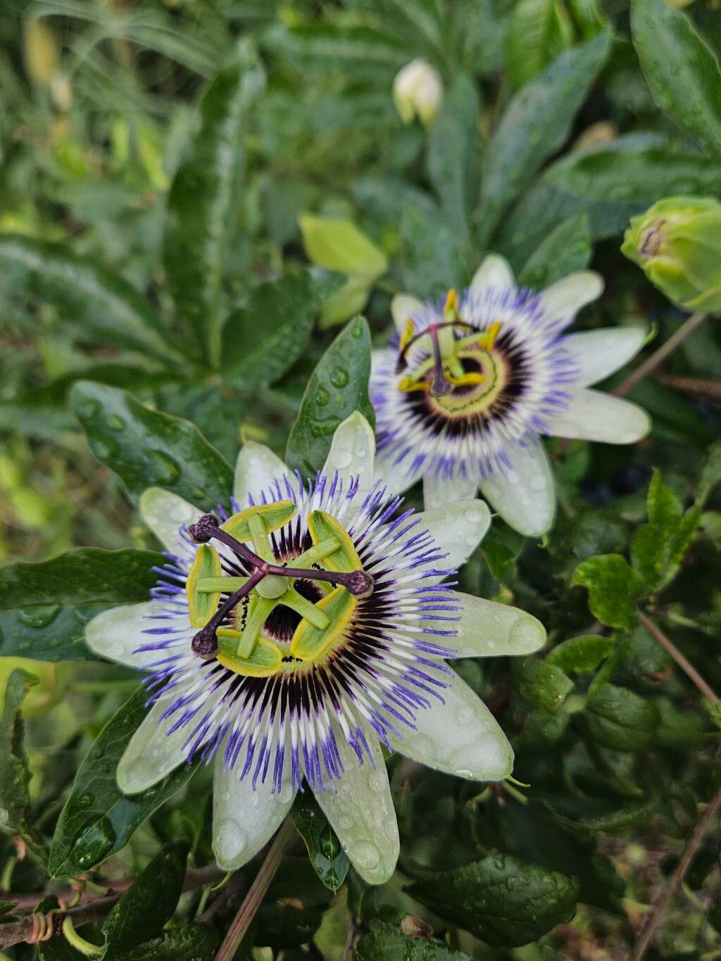 Floarea Pasiunii (Passiflora caerulea)