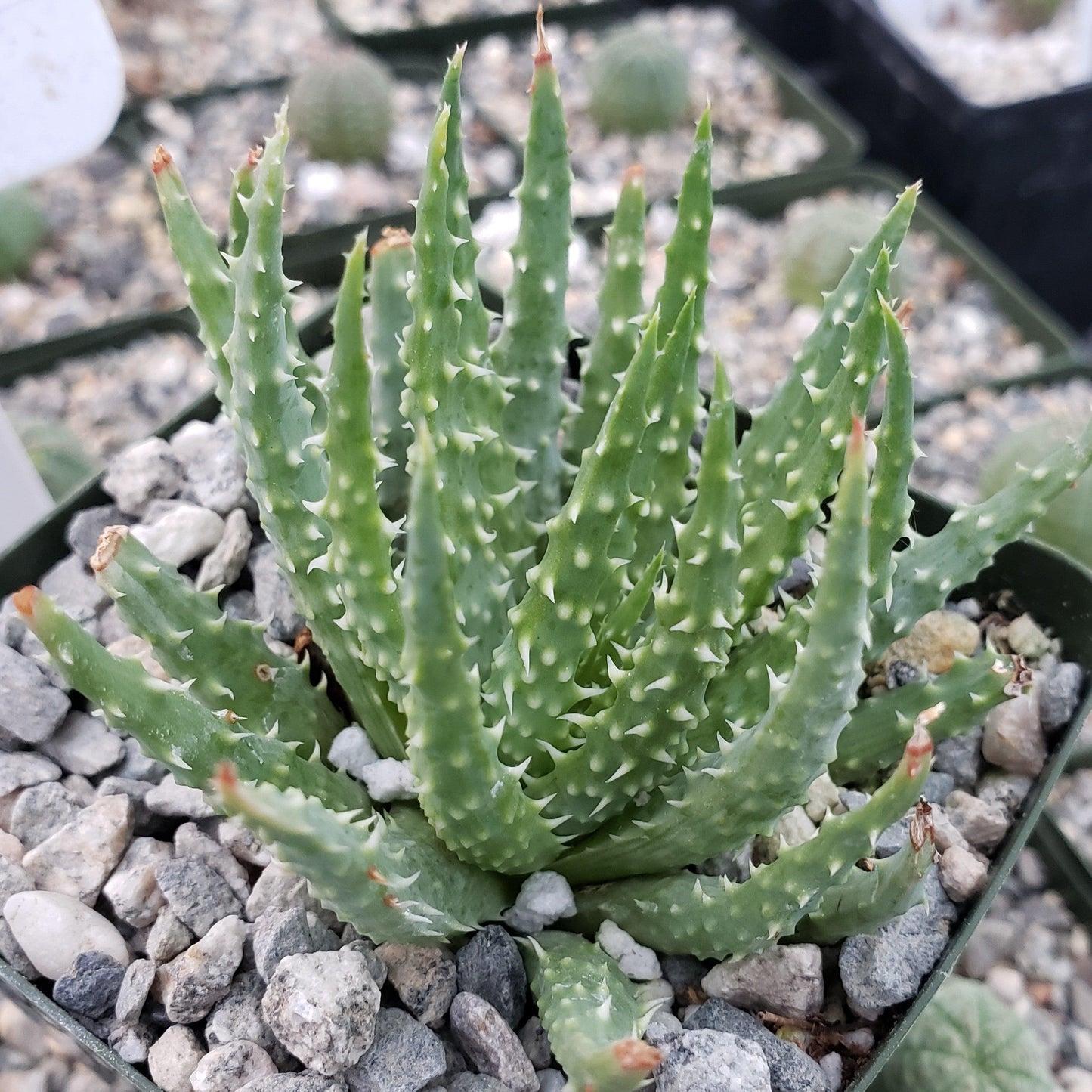 Aloe arici (Aloe humilis)