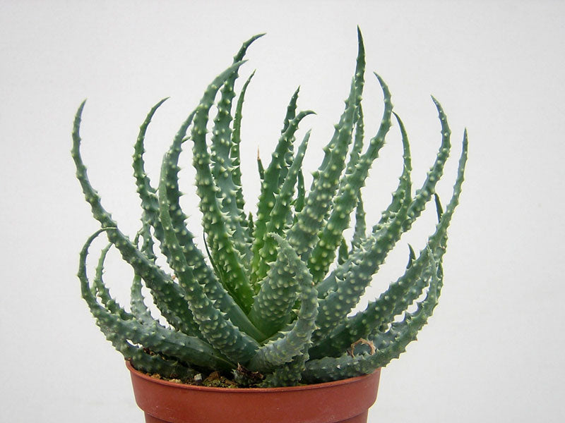 Aloe arici (Aloe humilis)